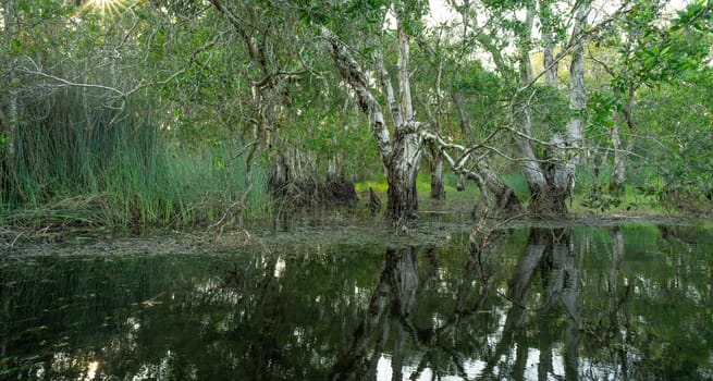 White samet or cajuput trees in wetlands forest with reflections in water. Greenery botanic garden. Freshwater wetland. Beauty in nature. Body of water. Lush green forest in wetland. Environment day.