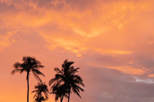 Real photo Nature beautiful background. Morning yellow orange pink clouds palm tree tops silhouette.