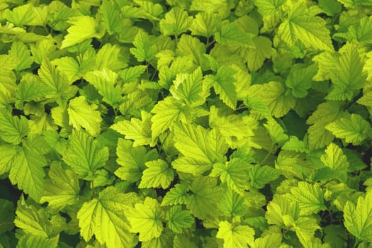 Natural background of yellow-green leaves. Selective focus.