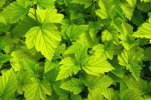 Natural background of yellow-green leaves. Selective focus.