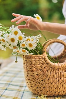 close up photo of a woman's hands with a wicker bag full of chamomile flowers. High quality photo