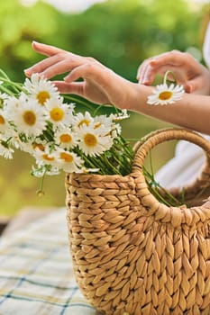 close up photo of a woman's hands with a wicker bag full of chamomile flowers. High quality photo