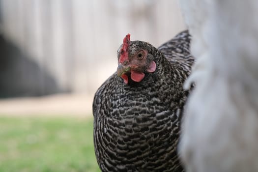 Spotted chicken in the yard. Gray chicken on the grass. Domestic bird.