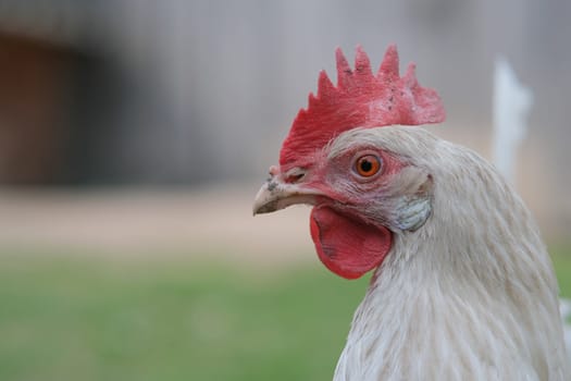 Head of a white chicken close-up. Sale of eggs and chicken meat at home. Home farm.