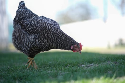 Spotted chicken in the yard. Gray chicken on the grass. Domestic bird.