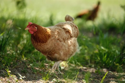 A red hen grazes in the green grass. Raising poultry. Chickens in the garden.