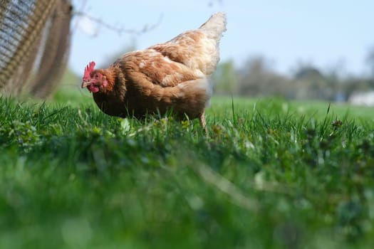 A red hen grazes in the green grass. Raising poultry. Chickens in the garden.