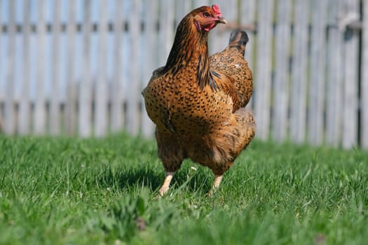 A red hen grazes in the green grass. Raising poultry. Chickens in the garden.