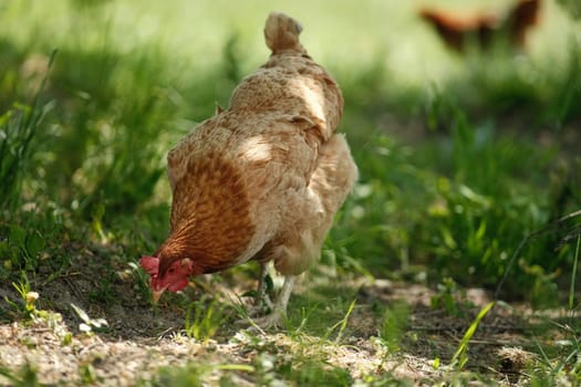 A red hen grazes in the green grass. Raising poultry. Chickens in the garden.