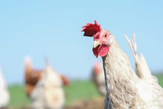 Head of a white chicken close-up. Sale of eggs and chicken meat at home. Home farm.