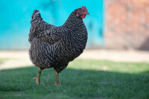 Spotted chicken in the yard. Gray chicken on the grass. Domestic bird.