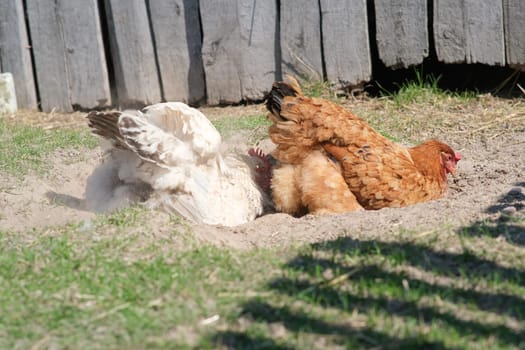 Chickens bathe in the sand. Home chicken farm. Raising birds in the village.