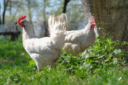 White chickens in the yard. Village chickens. Chicken farm. Chicken eggs for sale.