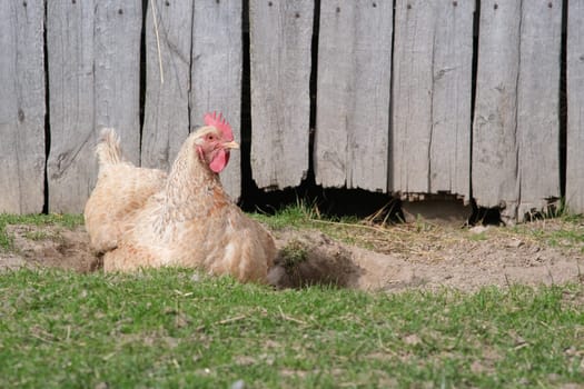 Chickens bathe in the sand. Home chicken farm. Raising birds in the village.