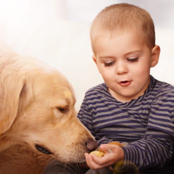 Golden retriever, child and feeding of a dog food from hand for love, care and development. Happy kid and calm animal pet eating and playing as friends with trust in a family home for wellness.