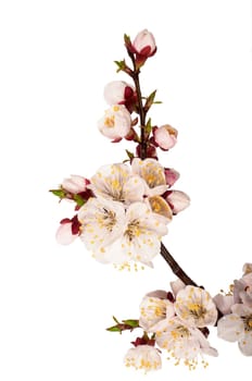 branch of tree blossoming by pink isolated on white background