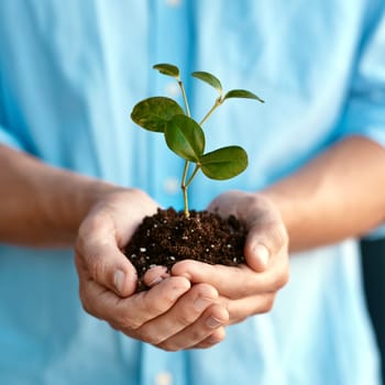 Plant, growth and sustainability with a person holding a budding flower in soil closeup for conservation. Earth, spring or nature with hands nurturing growing plants in dirt for environmental ecology.