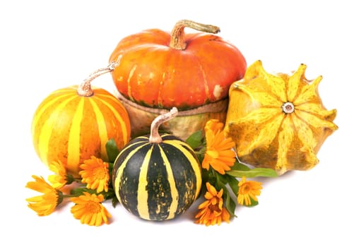 pumpkins and a calendula flower on a white background