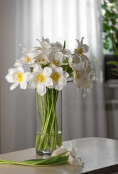 bouquet of fresh white tulips in glass vase on white background