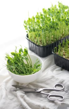 The concept of a healthy diet, growing microgreens - boxes of red amaranth, mustard, arugula, peas, cilantro on a home white windowsill. I cut with scissors