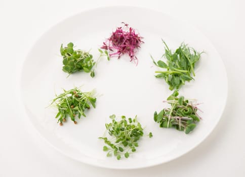 the cultivation of microgreens - red amaranth, mustard, arugula, peas, cilantro on a white plate