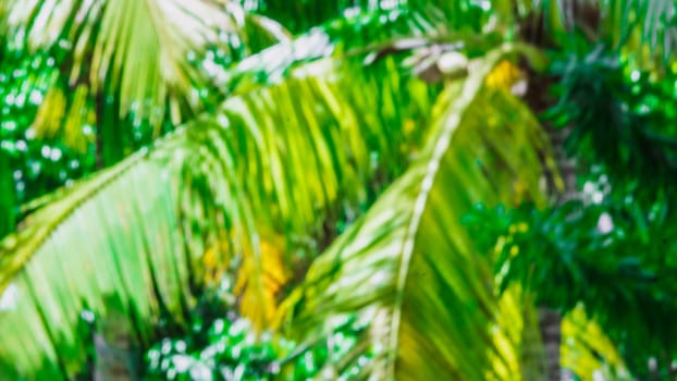 Abstract Nature Blurred dynamic motion lines defocused light bright dark green yellow tropical leaves Wallpaper screensaver design background.