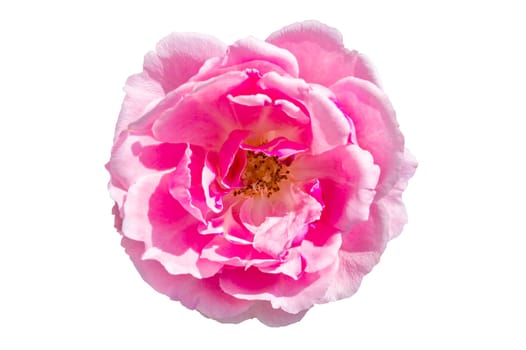 Bouquet of pink roses on a white background, isolate