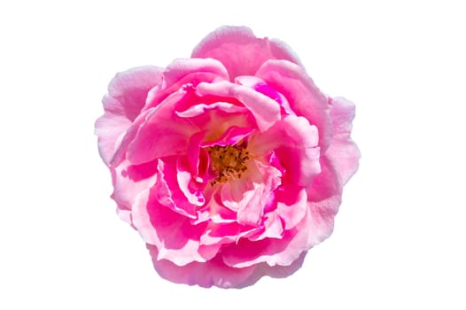 Bouquet of pink roses on a white background, isolate