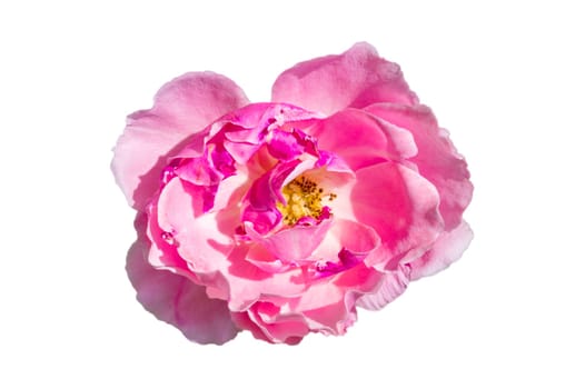 Bouquet of pink roses on a white background, isolate