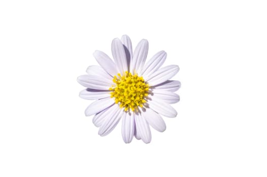 White daisy flower on a white background. Isolate