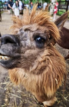 Funny hairy brown alpaca at the farm close-up portrait. High quality photo