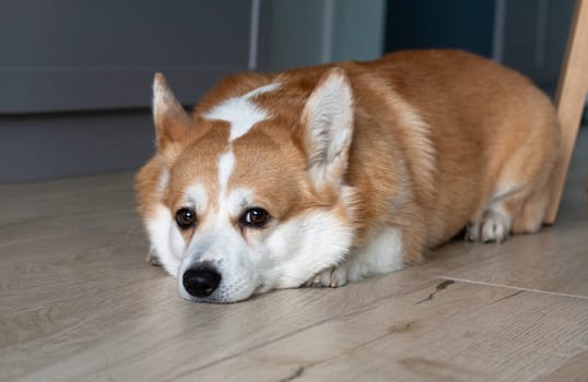 Portrait of a sad yellow and white corgi lying on the floor and looking at the camera