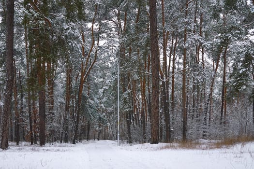 Road with rows of trees on both sides