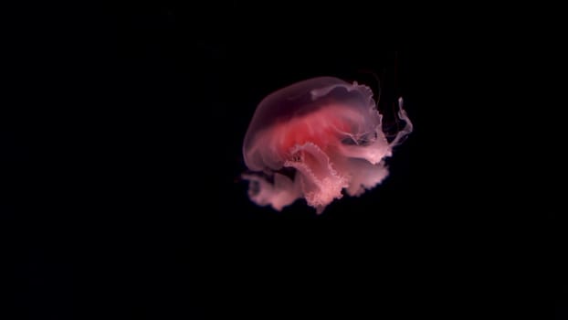 Small pink jellyfish swim slowly. Poisonous jellyfish in the dark. 4k