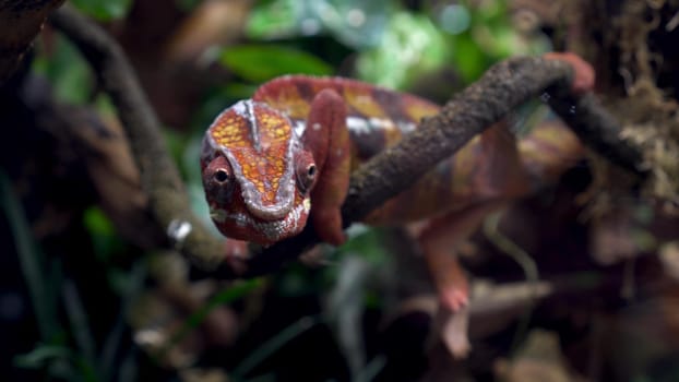 A red chameleon sits on a branch in a terrarium. Reptile in the zoo behind glass. 4k