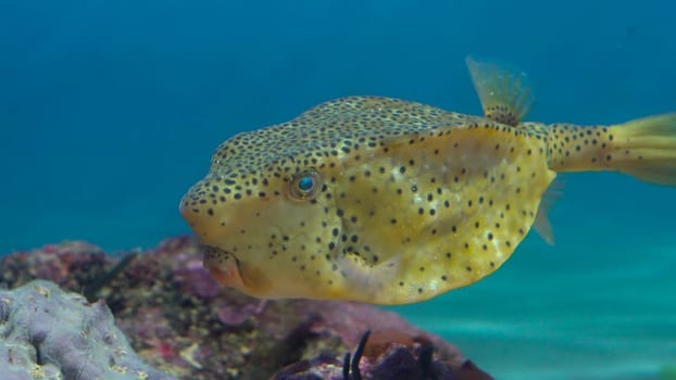 Big yellow cube body fish with cheekbones in the aquarium. Large aquarium for exotic fish. 4k