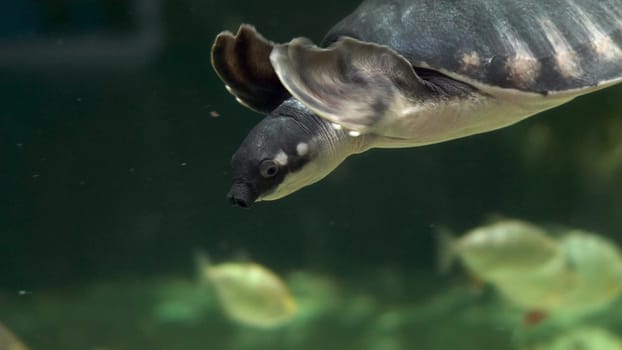 Pig-nosed turtle swims in the aquarium. Sea turtle swims underwater close-up. 4k