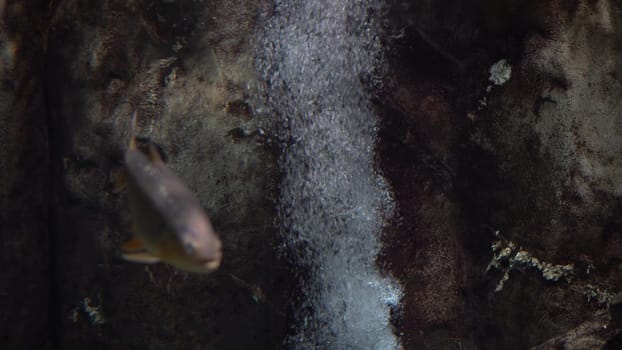 Mesmerizing underwater geyser in an aquarium that releases oxygen bubbles into the water. Fish swim in a large aquarium. 4k