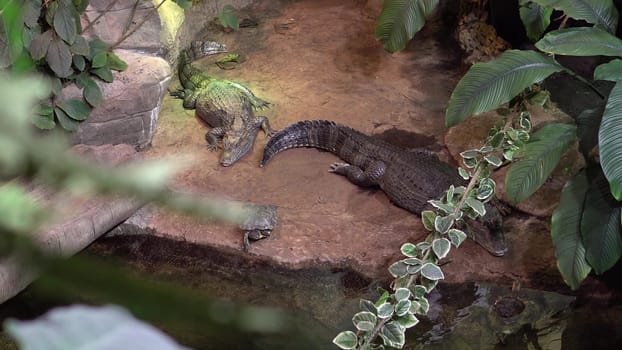 Crocodiles lie on a stone next to the turtles near the pond. Crocodiles in the zoo. 4k