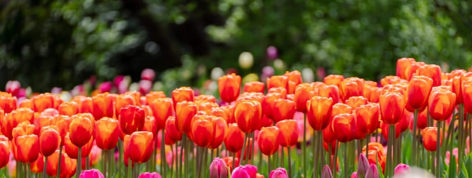 Orange tulips spring blossoming, bokeh flower background, pastel and soft floral card, selective focus.