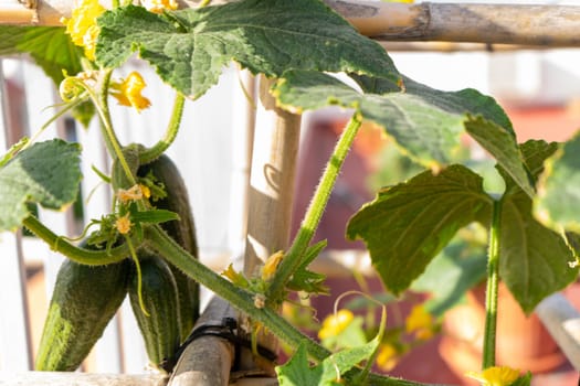 Cucumber, fruit of a healthy organic Cucumis Sativus plant of a traditional Parisian Pickling Gherkin variety, hanging on the terrace trellis as part of the urban home garden