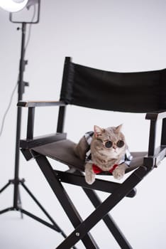 A Scottish straight eared cat in sunglasses and a red tie sits on a black production chair in a white video production studio, vertical