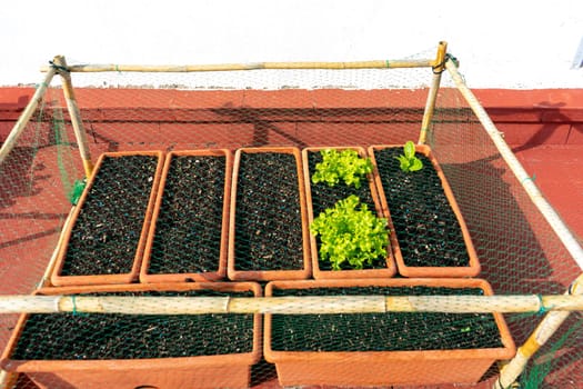 Set of plastic pots with lettuce planted in the urban garden of the house. They are protected by a net placed on a reed structure.