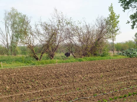 woman farmer harvesting spring veggies from organic vegetable garden hires image