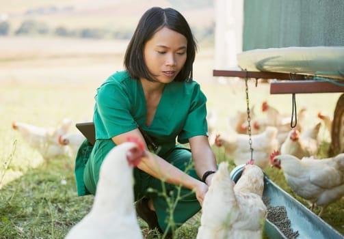 Chicken farm, vet and poultry farming with an asian woman feeding animals outdoor for health or a healthcare check. Nurse, animal doctor or veterinary with chickens in countryside for sustainability.