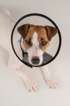 Jack Russell Terrier dog in plastic cone after surgery