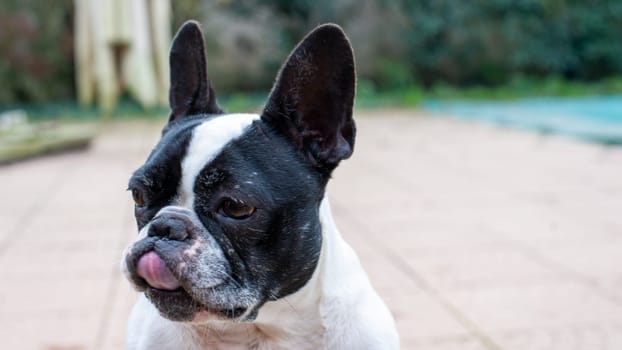 adult french bulldog outdoors in the garden