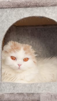 Fluffy calico kitty looking at camera on grey background, front view. Vertical. Cute young short hair white cat sitting in grey cat house with copy space. White kitten with brown eyes.