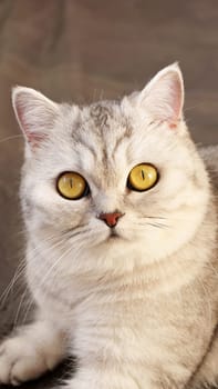 Fluffy kitty looking at camera on pink background, front view. Cute young short hair white cat sitting in front of pink background with copy space. Stripped kitten with yellow eyes.