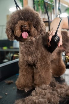 A woman trims a brown curly dog with an electric razor in a grooming salon. Poodle and lapdog mix